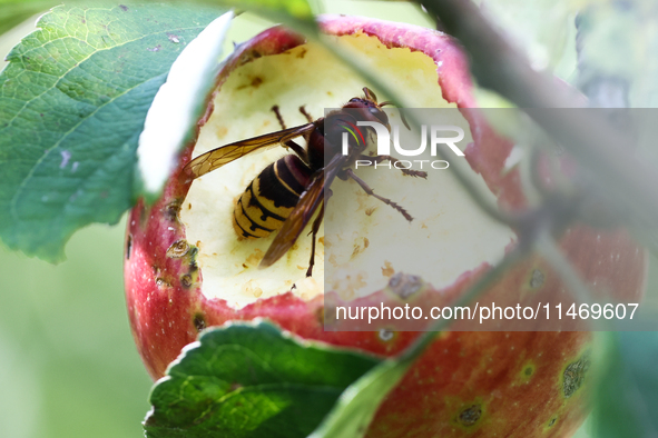 A hornet is seen on an apple in a garden in southern Poland on August 11, 2024. 