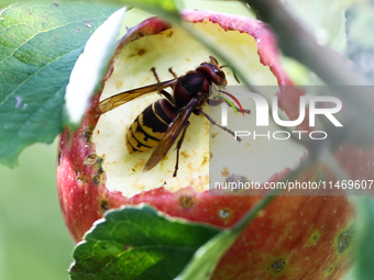 A hornet is seen on an apple in a garden in southern Poland on August 11, 2024. (