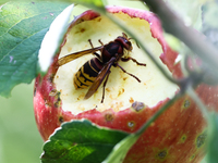 A hornet is seen on an apple in a garden in southern Poland on August 11, 2024. (