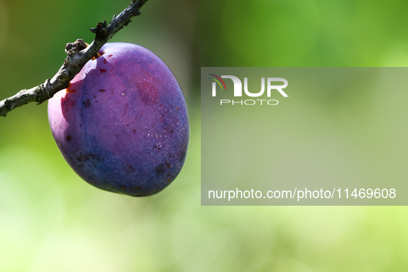 A plum is seen on a tree in a garden in southern Poland on August 11, 2024. 