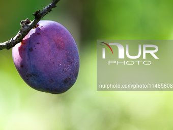 A plum is seen on a tree in a garden in southern Poland on August 11, 2024. (