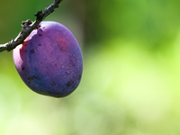 A plum is seen on a tree in a garden in southern Poland on August 11, 2024. (