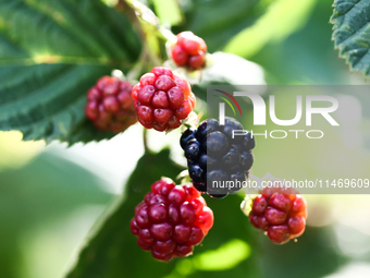 at a tree in a garden in southern Poland on August 11, 2024. (