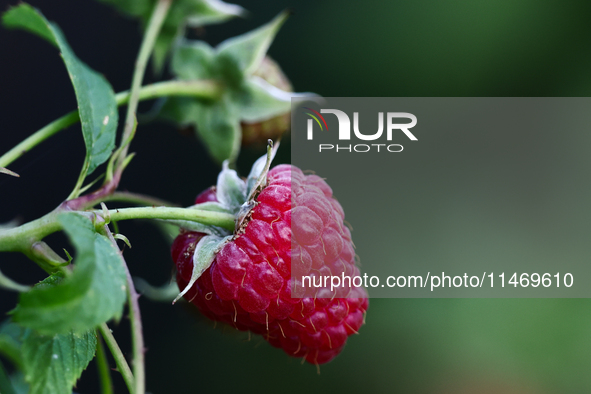 A raspberry is seen on a tree in a garden in southern Poland on August 11, 2024. 