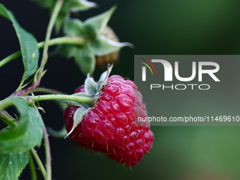 A raspberry is seen on a tree in a garden in southern Poland on August 11, 2024. (