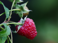 A raspberry is seen on a tree in a garden in southern Poland on August 11, 2024. (