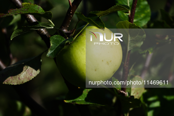 Apple is seen on a tree in a garden in southern Poland on August 11, 2024. 