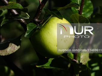 Apple is seen on a tree in a garden in southern Poland on August 11, 2024. (