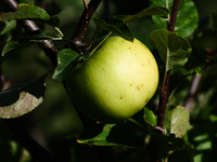 Apple is seen on a tree in a garden in southern Poland on August 11, 2024. (