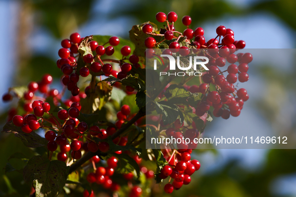 Red viburnum is seen on a tree in a garden in southern Poland on August 11, 2024. 