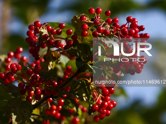 Red viburnum is seen on a tree in a garden in southern Poland on August 11, 2024. (