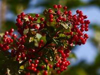 Red viburnum is seen on a tree in a garden in southern Poland on August 11, 2024. (