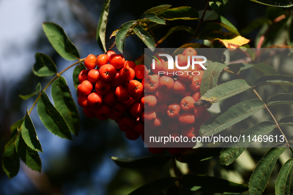 Mountain ash is seen at a tree in a garden in southern Poland on August 11, 2024. 