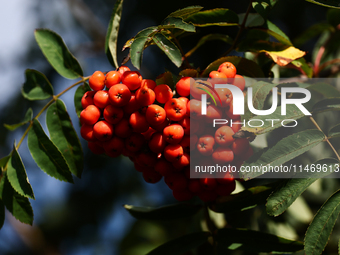 Mountain ash is seen at a tree in a garden in southern Poland on August 11, 2024. (