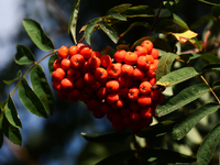 Mountain ash is seen at a tree in a garden in southern Poland on August 11, 2024. (