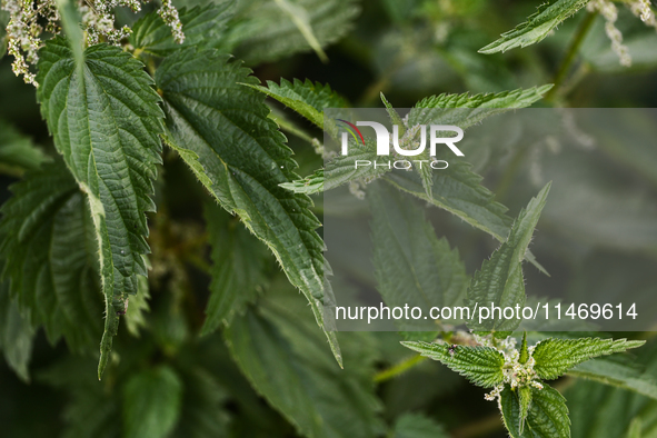 Nettle is seen at a flower in southern Poland on August 11, 2024. 