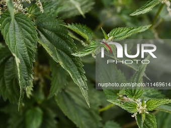 Nettle is seen at a flower in southern Poland on August 11, 2024. (