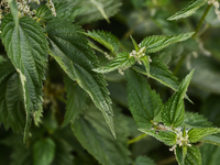 Nettle is seen at a flower in southern Poland on August 11, 2024. (