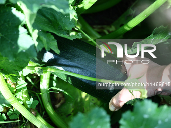 A person collects zucchini in this illustration photo taken at a garden in southern Poland on August 11, 2024. (