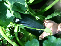 A person collects zucchini in this illustration photo taken at a garden in southern Poland on August 11, 2024. (