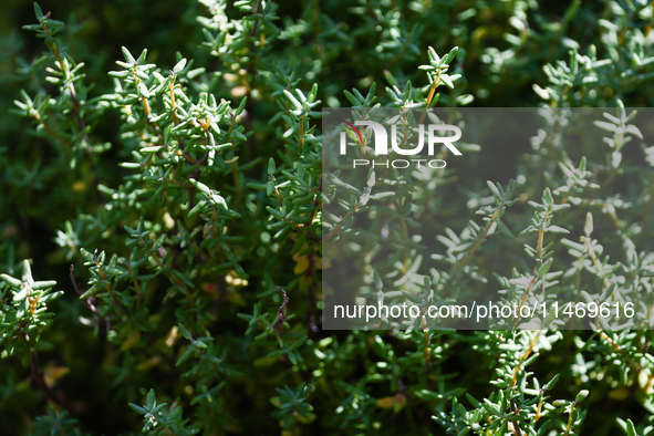 Thyme is seen in a garden in southern Poland on August 11, 2024. 