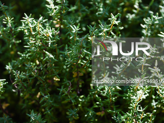 Thyme is seen in a garden in southern Poland on August 11, 2024. (