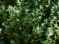 Thyme is seen in a garden in southern Poland on August 11, 2024. (