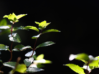 Mint is seen in a garden in southern Poland on August 11, 2024. (