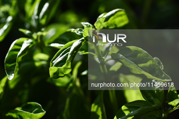 Basil is seen in a garden in southern Poland on August 11, 2024. 