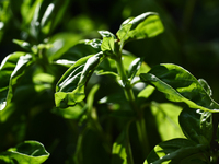 Basil is seen in a garden in southern Poland on August 11, 2024. (