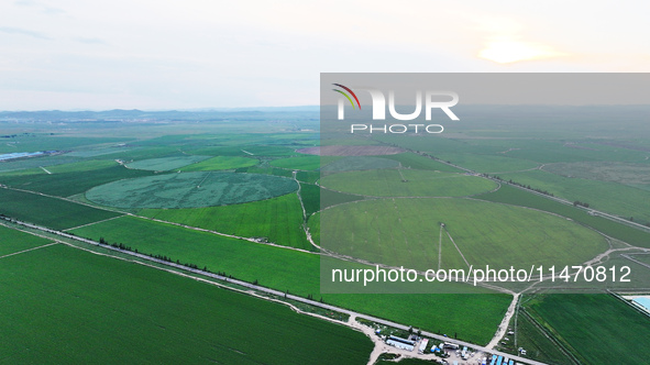 A view is overlooking farmland irrigated with water-saving technology pointer sprinkler irrigation equipment in a modern agricultural Indust...