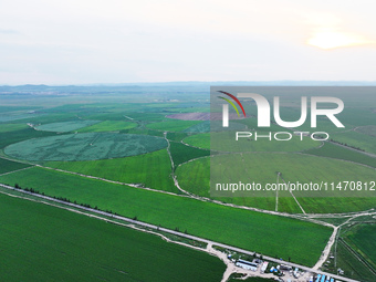 A view is overlooking farmland irrigated with water-saving technology pointer sprinkler irrigation equipment in a modern agricultural Indust...