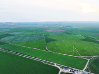 A view is overlooking farmland irrigated with water-saving technology pointer sprinkler irrigation equipment in a modern agricultural Indust...