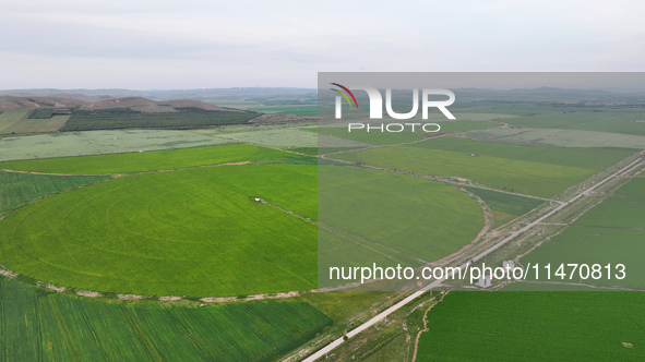 A view is overlooking farmland irrigated with water-saving technology pointer sprinkler irrigation equipment in a modern agricultural Indust...