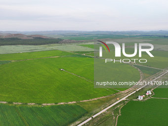 A view is overlooking farmland irrigated with water-saving technology pointer sprinkler irrigation equipment in a modern agricultural Indust...