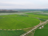 A view is overlooking farmland irrigated with water-saving technology pointer sprinkler irrigation equipment in a modern agricultural Indust...