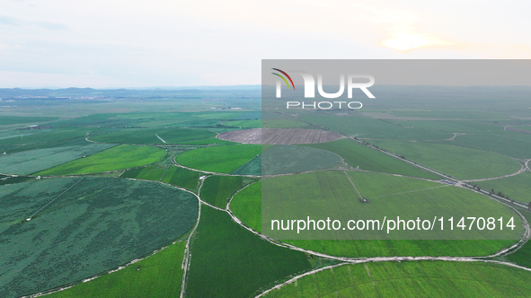 A view is overlooking farmland irrigated with water-saving technology pointer sprinkler irrigation equipment in a modern agricultural Indust...