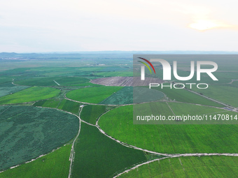 A view is overlooking farmland irrigated with water-saving technology pointer sprinkler irrigation equipment in a modern agricultural Indust...