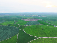 A view is overlooking farmland irrigated with water-saving technology pointer sprinkler irrigation equipment in a modern agricultural Indust...