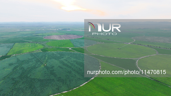 A view is overlooking farmland irrigated with water-saving technology pointer sprinkler irrigation equipment in a modern agricultural Indust...