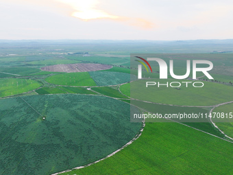 A view is overlooking farmland irrigated with water-saving technology pointer sprinkler irrigation equipment in a modern agricultural Indust...