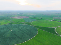 A view is overlooking farmland irrigated with water-saving technology pointer sprinkler irrigation equipment in a modern agricultural Indust...