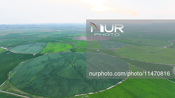 A view is overlooking farmland irrigated with water-saving technology pointer sprinkler irrigation equipment in a modern agricultural Indust...