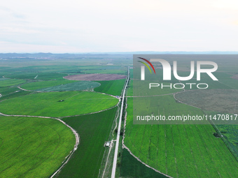 A view is overlooking farmland irrigated with water-saving technology pointer sprinkler irrigation equipment in a modern agricultural Indust...