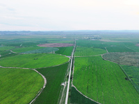 A view is overlooking farmland irrigated with water-saving technology pointer sprinkler irrigation equipment in a modern agricultural Indust...