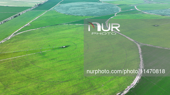 A view is overlooking farmland irrigated with water-saving technology pointer sprinkler irrigation equipment in a modern agricultural Indust...