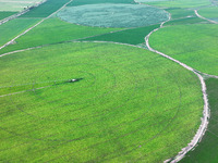 A view is overlooking farmland irrigated with water-saving technology pointer sprinkler irrigation equipment in a modern agricultural Indust...