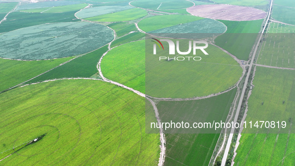 A view is overlooking farmland irrigated with water-saving technology pointer sprinkler irrigation equipment in a modern agricultural Indust...