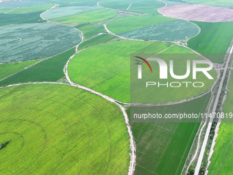 A view is overlooking farmland irrigated with water-saving technology pointer sprinkler irrigation equipment in a modern agricultural Indust...