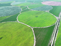 A view is overlooking farmland irrigated with water-saving technology pointer sprinkler irrigation equipment in a modern agricultural Indust...